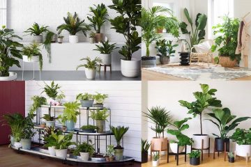 Lưu Ngay 10 Loại Cây Cảnh Cho Phòng Khách Đẹp Hơn